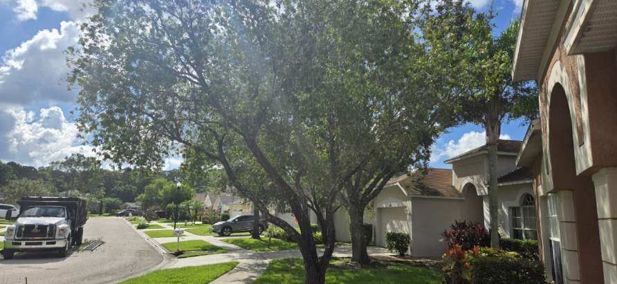 Payne's Trees at work