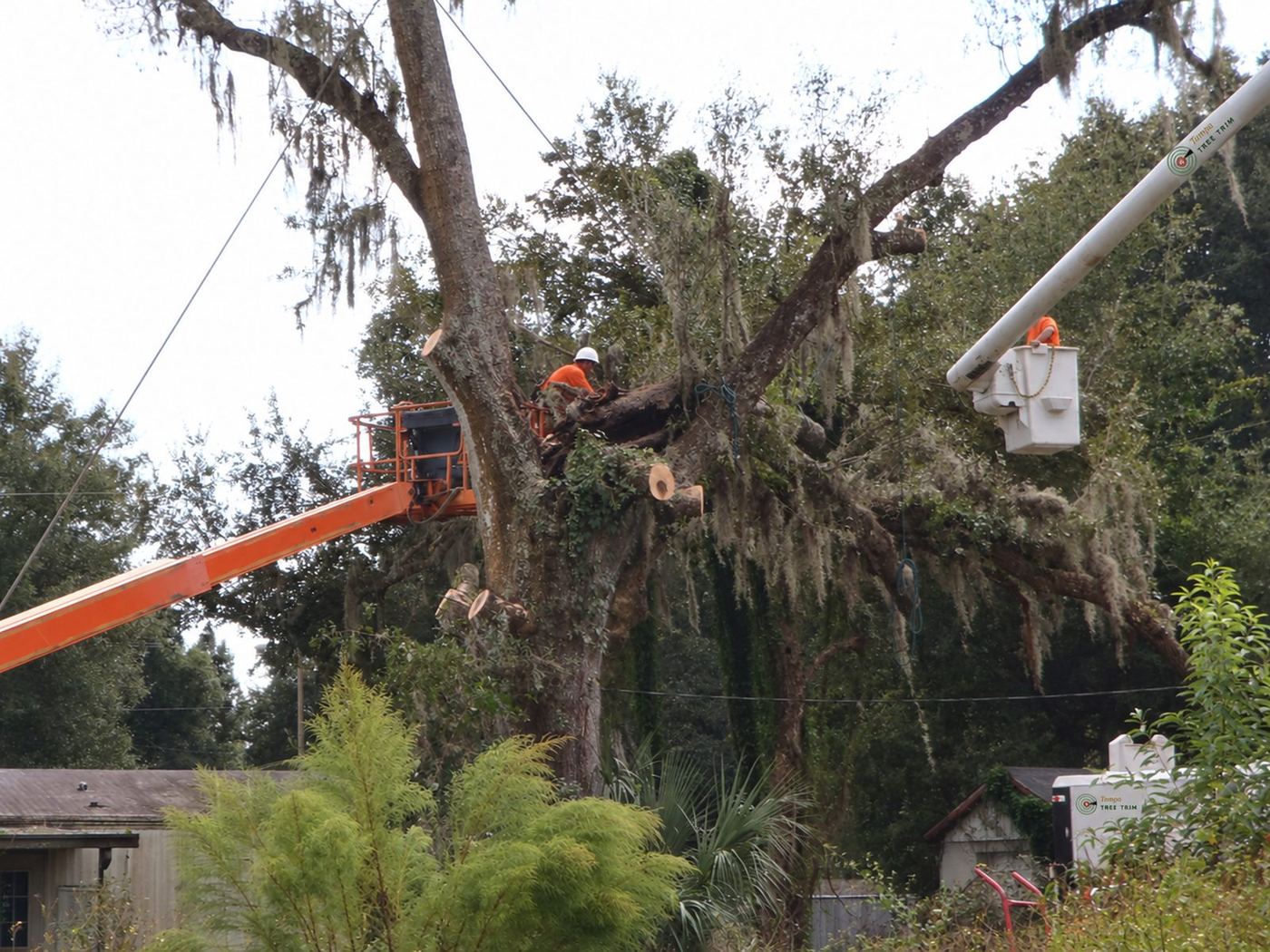 Workers in a lift and bucket truck cutting branches in an oak canopy