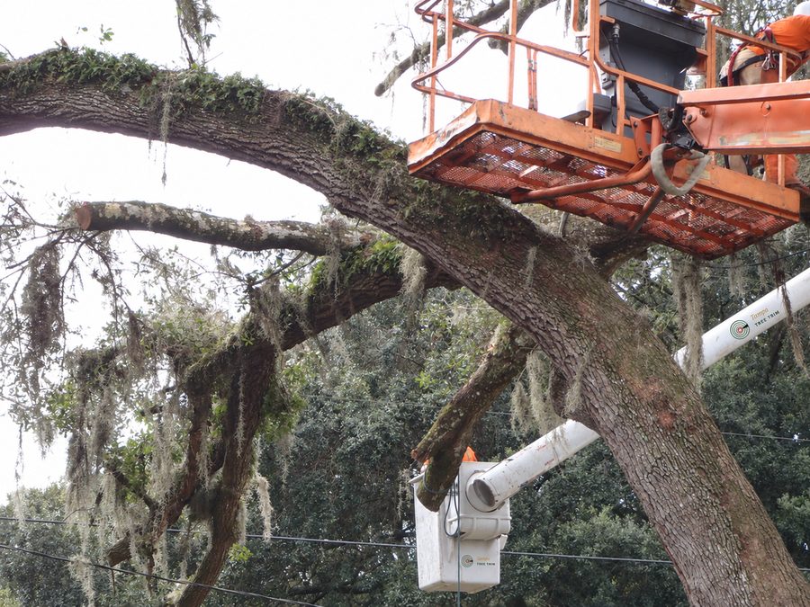 Lift basket beside a large oak limb during tree removal