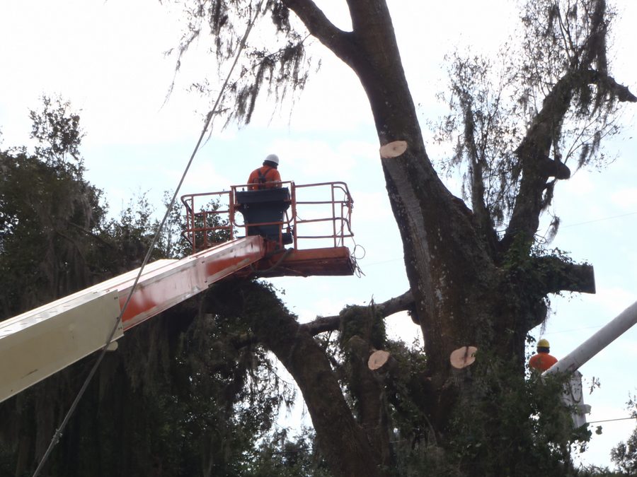 Workers in elevated baskets beside freshly cut oak branches